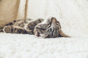 lazy cat