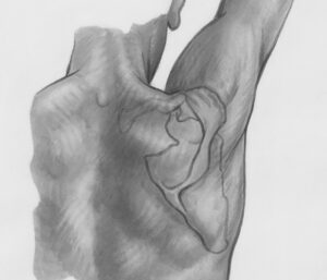 Serratus Anterior